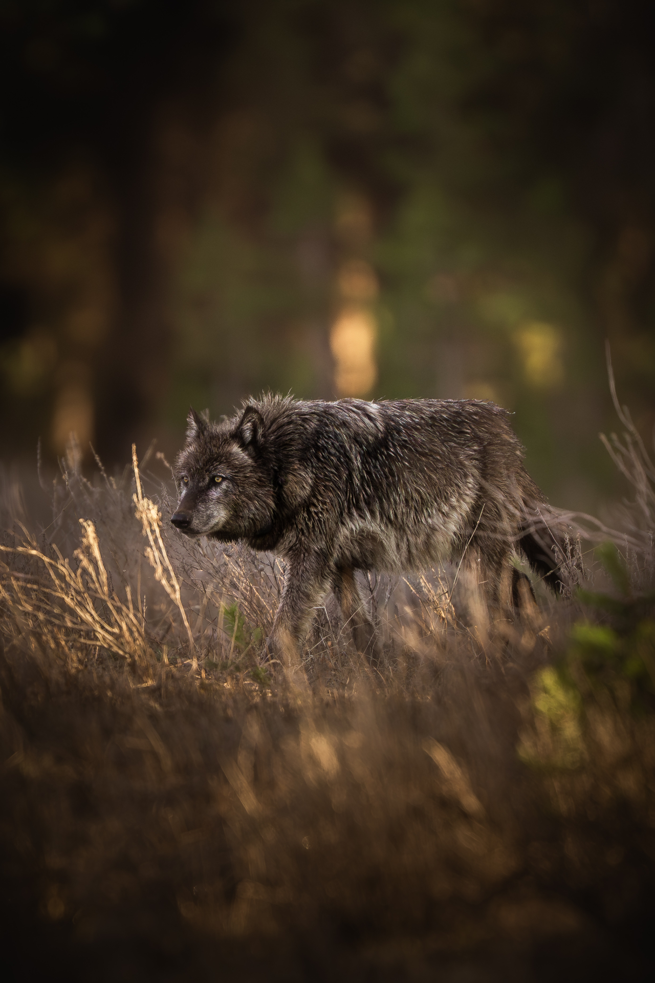 Black wolf in golden grass