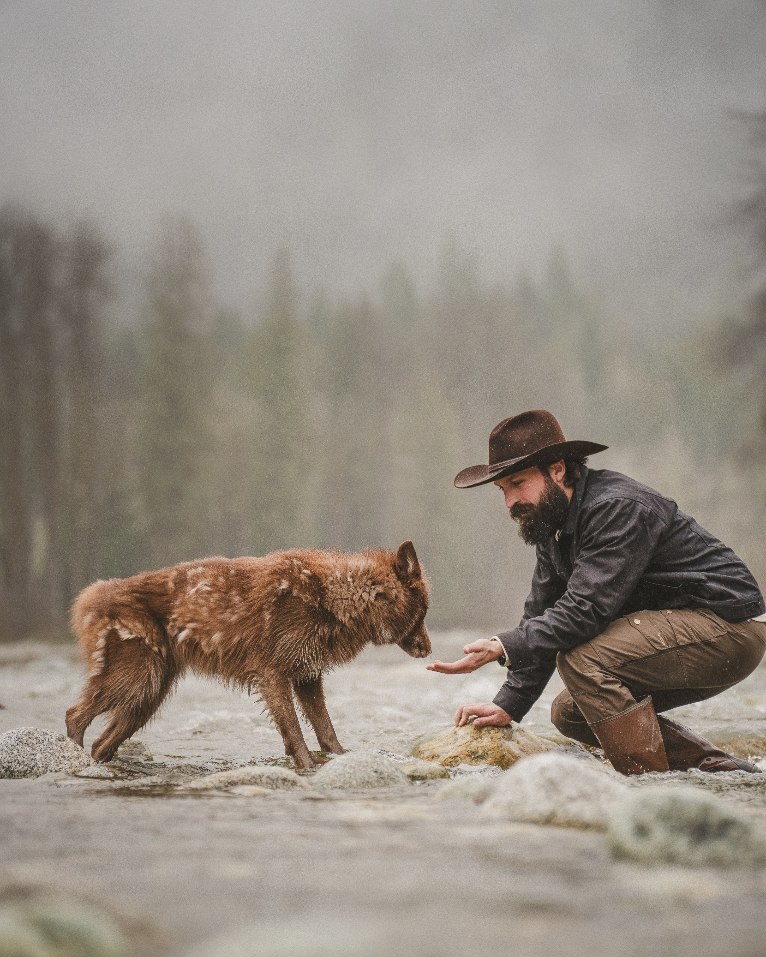 Devin G. crouched on river stones in falling snow, extending an open hand toward a wild wolf standing across the shallow current