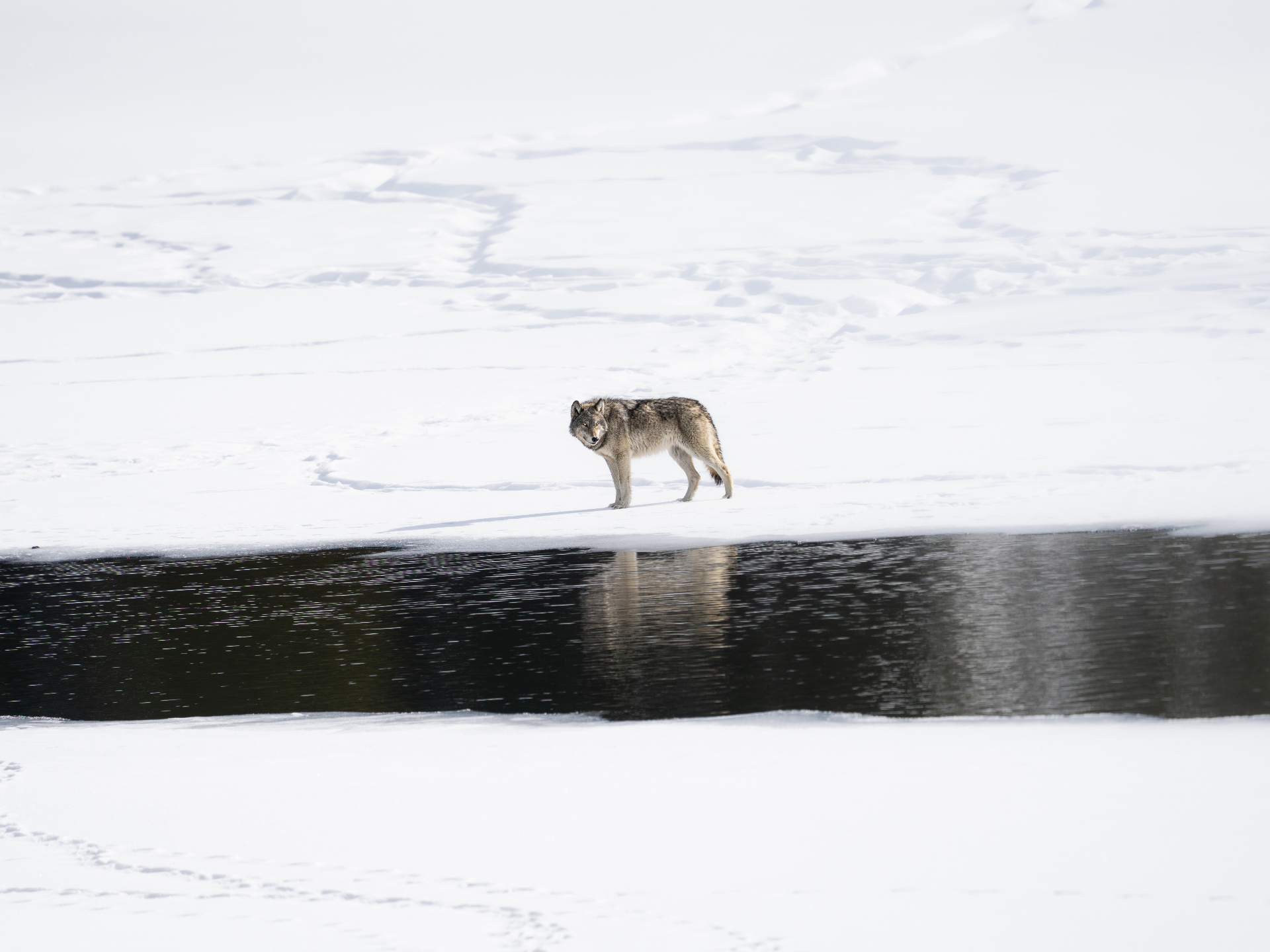 A Reflection of Instinct