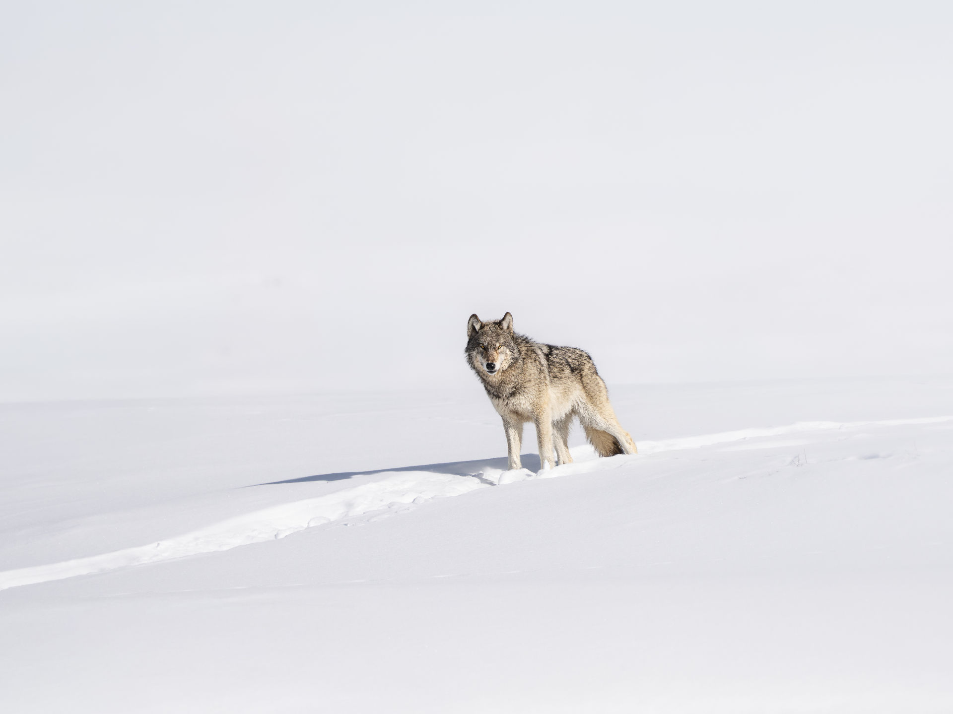 Her True North