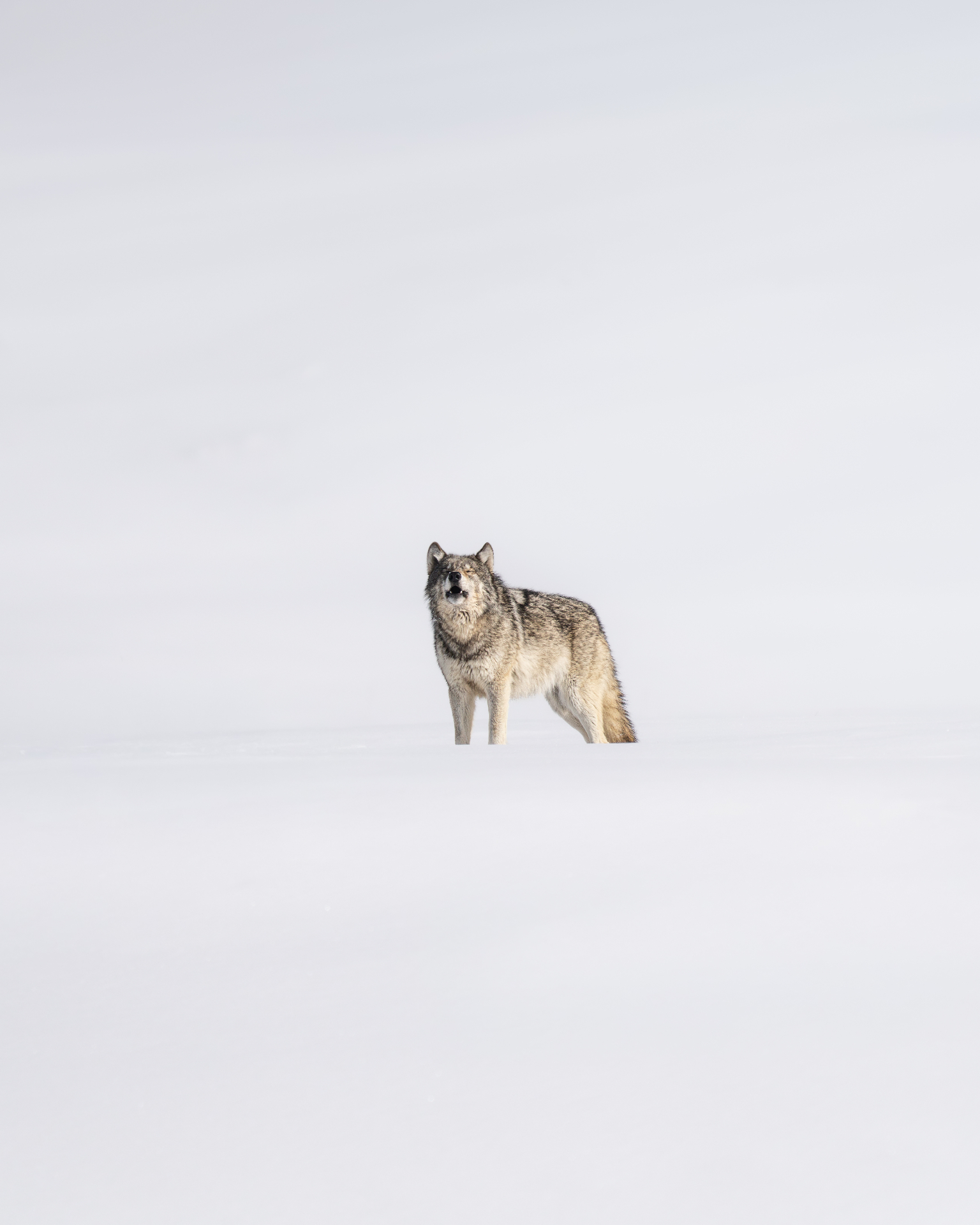 A Song Across the Snow