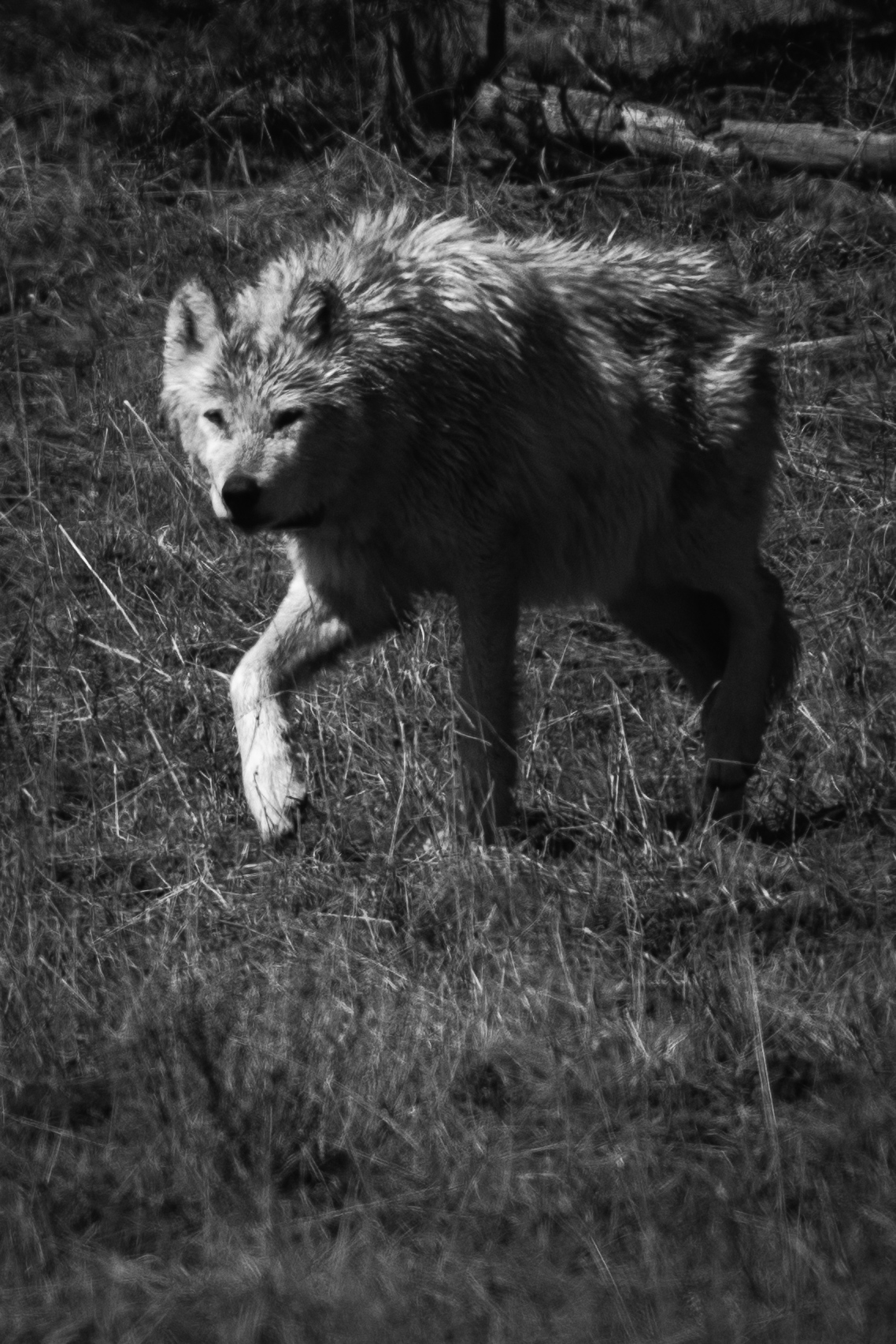 Black-and-white photograph of 1577F, a white wolf, walking through tall grass at the edge of the trees